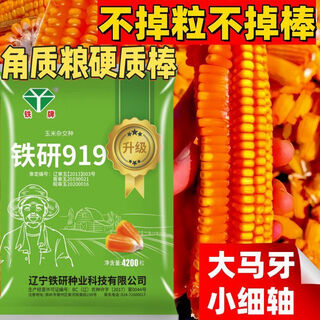 National approval 919 super high yield hybrid corn seeds short stems lodging resistant spring and summer sowing early maturity seeds original fast dehydration high test weight adaptable to a wide range of national approvals tieyan 919 one bag per acre of land
