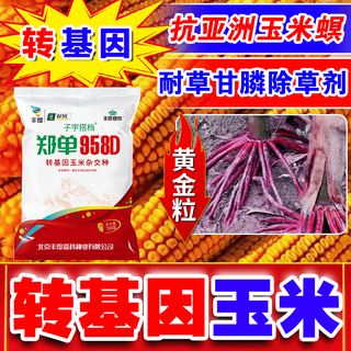 Трансгенные семена кукурузы zhengdan 958d, стабильная урожайность, короткие стебли, устойчивость к полеганию, устойчивость к засухе, устойчивость к болезням и устойчивости к насекомым, гарантированная устойчивость, около 3 Цзинь, равная 0,5 кг, ген устойчивости к трансгенным насекомым