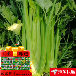 Store hot-selling green stem lambada fruit celery seedlings spring and autumn four seasons balcony potted small red parsley root green stem lambada fruit celery seedlings 40 + 10 trees