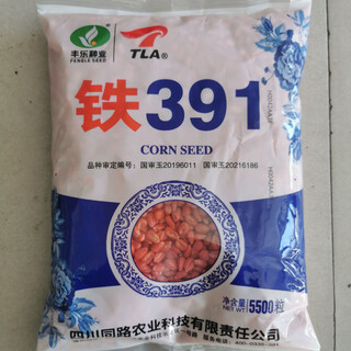 Luodong batch harvest high-yielding corn iron 391 - resistant to waterlogging, mature live rods, large cobs, iron rods with dragon heels, resistant to embroidery disease, 5500 grains