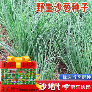 Original cold-resistant and drought-resistant wild onion seeds, wild onion seeds, inner mongolia balcony four-season onion seeds, wild onion seeds, new seeds this year, 5 packs of about 5,000 seeds