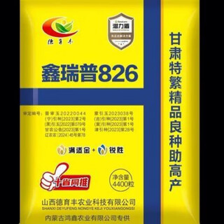 Xinruipu 826 corn seeds (4400 grains) are newly certified as wuzi multi-resistant and have developed root systems. xinruipu 826 (4400 grains) are newly certified as wuzi multi-resistant and have well-developed root systems.