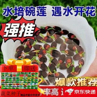 Bowl of lotus seeds, colorful hydroponic flowers, water-grown four-season lotus, lotus seeds, lotus root green water plants, mixed-color bowl of lotus seeds, budding when exposed to water, blooming in all seasons, 100% budding, 10 capsules, multi-color mixed, already opened