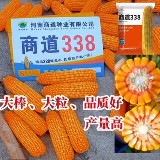 Syntao original 338 corn seeds, stable production, national approval, short stem, lodging resistance, academy of agricultural sciences big stick, authentic syntao 338 new national approval (4400 grains) per acre (4400) grains