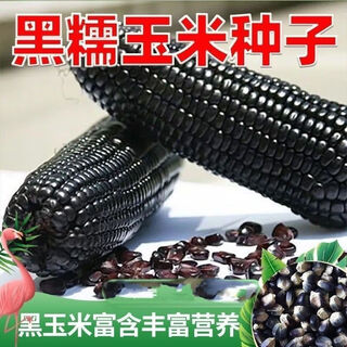 Кукуруза черная высокоурожайная, семена кукурузы сладкие восковые, кукуруза раннеспелая черная клейкая, кукуруза свежая, семена овощей, сладкая клейкая (семена черной кукурузы), высококачественная 1 упаковка, около 50 зерен* Рис плотный