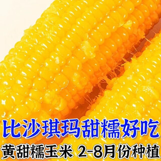 Семена желтой кукурузы, раннеспелый липкий сладкий гибрид с большими початками, высокоурожайный желтый восковой кукурузы в початках, семена сладкой восковой кукурузы коричневого риса, 100 отборных семян желтой восковой кукурузы