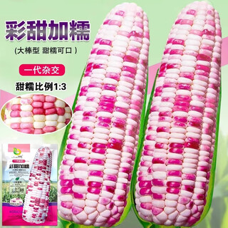 Collection de graines de maïs gluant sucré wangyuan xingcai, graines de maïs sucrées et collantes, riz gluant aux fleurs, riz gluant du nord-est, collant, sucré, doux et super sucré, caitian plus riz gluant 200 g x 2 sachets (sucré, cireux et si délicieux)