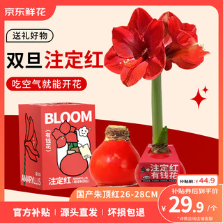 Jingdong flowers rich amaryllis gift box version wax ball circumference 26-28cm random new year's eve gift source straight hair