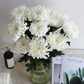 White chrysanthemum and yellow chrysanthemum flowers grown in water, indoor vase chrysanthemums for home sacrifices and festivals, qingming flowers, jiangsu base direct delivery, white chrysanthemums 30 pieces, free 3 sets of packaging