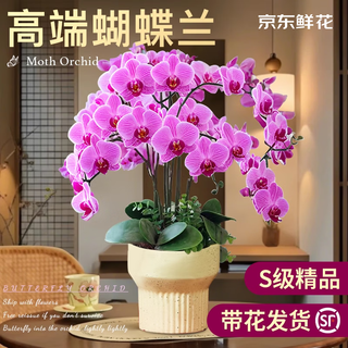 Jingdong flowers phalaenopsis potted fairy pink 6 foils with buds green plants flowers living room decoration send straight hair to elders from the source