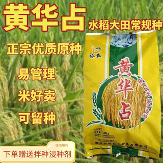 黄华占水稻种子 原种原装黄花粘高产常规可留种稻谷种子新种 黄华占原种1公斤(原厂包装新种)