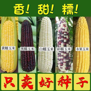 Сладкая восковая кукуруза, фрукты, кукурузный пакет, семена риса, белый восковой, разноцветный восковой фиолетовый, черный восковой желтый, коллекция семян восковой кукурузы, 4 вида клейкого риса (черный + желтый + цвет + белый) по одной упаковке каждый