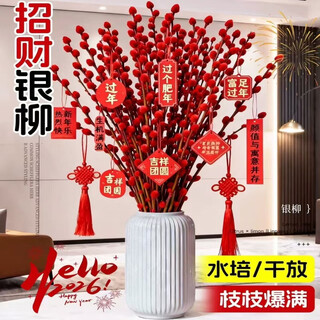 Xingxiang silver willow fresh branches new year's eve flowers red silver willow 60cm high 30 pieces + random cards not including pots straight from the source