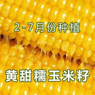Семена желтой кукурузы, раннеспелый липкий сладкий гибрид с большими початками, высокоурожайный желтый восковой кукурузы в початках, мускулистые семена сладкой восковой кукурузы, 50 отборных семян желтой восковой кукурузы
