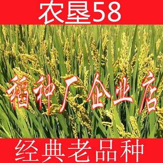 Rice seeds, high-yielding thai fragrant rice, rice seeds in bulk, bulk rice seeds, high-yielding fragrant rice, long-grain rice, huaxiang no. 2 rice seed (rice is delicious), loose weight, 1jin, jin is equal to 0.5kg, price (seeds can be saved)