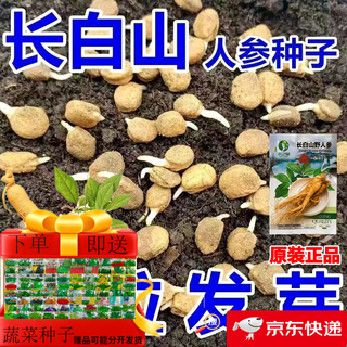 Changbai mountain ginseng seeds, wild ginseng seeds, easy to grow chinese medicinal materials in all seasons, easy to live indoor flower pots, ginseng seeds, shipped without buds, 1 bag of selection, about 52 capsules