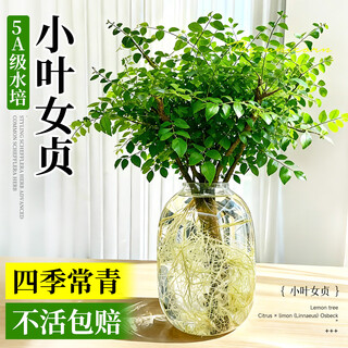 Jingdaixuan small-leaf ligustrum lucidum hydroponic fresh cut branches old pile shape indoor green plant office flower arrangement all-season evergreen to attract wealth and easy to maintain small-leaf ligustrum lucidum (height 20-30cm) 1 branch special for hydroponics丨does not include bottle