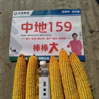 Nationally approved zhongdi 159 corn seeds 5800 grains, original packaging with strong disease resistance in the third zone, nationally approved zhongdi 159 seeds 5800 grains/bag