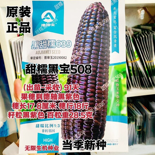 Сладкие и восковые семена кукурузы heibao 508, черные восковые фрукты, семена кукурузы с черным валом, сладкие восковые семена кукурузы heibao 508, оригинал, 200 г