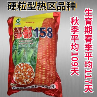 Семена кукурузы dudu 158 с твердым ядром подходят для средних и низких высотных районов, таких как Гуандун, Гуанси и Юньнань. Дуду 158 2Джин Джин равен 0,5 кг.