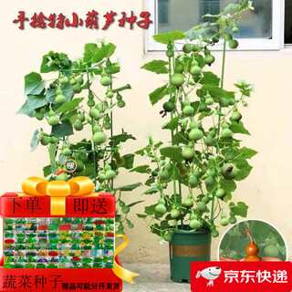 Potted extra small gourd seeds hand-twisted gourd seeds balcony ornamental golden gourds for four seasons sowing small gourds extra small hand-twisted gourd seeds new seeds 22 + fertilizer