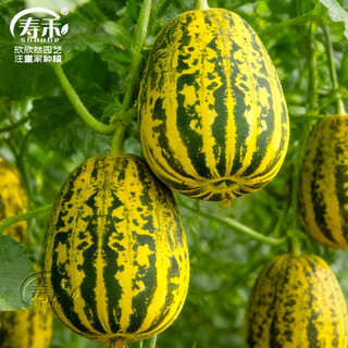 Shouhe balixiang melon seed collection super sweet extra large balixiang melon seeds about 30 capsules x 2 bags