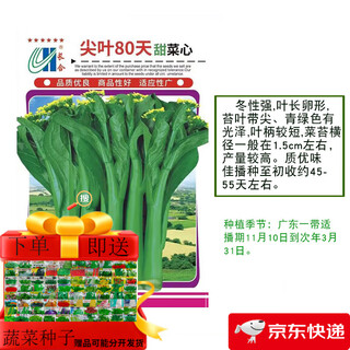 Guangdong sijiu beet heart seeds, cabbage, red cabbage moss, four-season vegetable seeds, jinglianzhou zengcheng late green vegetables, autumn, long-lasting 80 days, pointed leaf beet heart seeds, about 25 grams