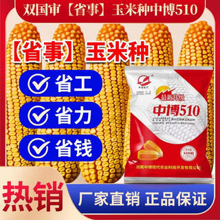 一斗田双国审原装中博510玉米种子棒大籽深高产耐高温抗病抗倒厂家直销 【升级版】4200粒*1袋