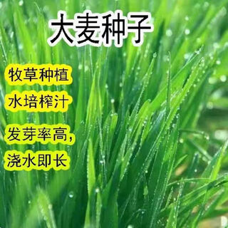 Barley seeds, bean sprouts, juice, super stable yield, oat seeds, maltose, wine making, grain seeds, barley seeds 10jin jin equal to 0.5kg