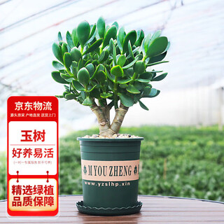 Lista de flores yushu pila antigua grandes suculentas en macetas plantas verdes de interior 30-40cm de alto galón fuente de pelo liso