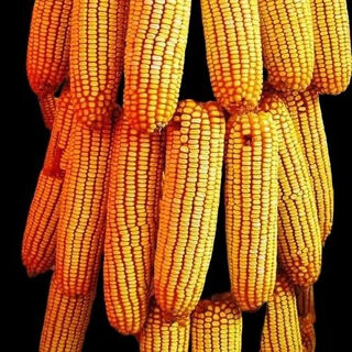 Wangyuanxing высокоурожайные семена кукурузы с большой палкой, одобренные на национальном уровне, zhengdan 958, подлинная Академия сельскохозяйственных наук, трансгенные, с коротким стеблем, высокоустойчивые, без ГМО, zhengdan 958, высокоурожайные и мультиустойчивые, 4 jin jin, равные 0,5 кг оригинальной упаковки