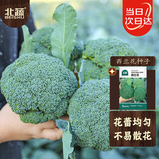 Beishu broccoli seeds seedlings green broccoli cauliflower vegetable seeds broccoli seeds about 500 pieces