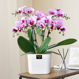Aiyoushang phalaenopsis with buds potted autumn and winter orchid seedlings new year's eve flowers four seasons flowers and plants pink six indoor source straight hair