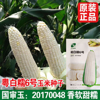 Graines de maïs cireux blanc wangyuanxing, type doux et cireux, graines de maïs blanc doux collantes et parfumées, graines de maïs collantes nutritives, rendement élevé, guangdong bainuo n° 6, 40 grammes de jade approuvé au niveau national, plantation sûre