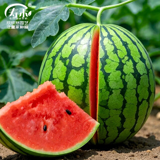 Shouhe lazy man watermelon seed lazy man king melon extra large spring no pruning lazy man fruit seedling southern sweet zaojia 8424 watermelon seed 30 capsules x 2 bags