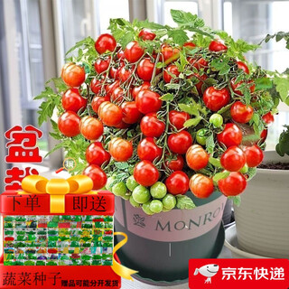 Tomato seeds, dwarf small tomatoes, tomato seedlings, potted plants, balcony potted vegetables and fruits for sowing in all seasons, dwarf red tomatoes, 52 pieces selected ++