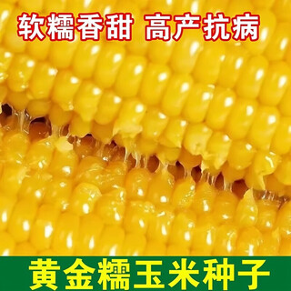 Wangyuanxing yellow glutinous sweet corn seeds yellow glutinous sweet corn seeds in four seasons spring agricultural seeds sticky and sweet yellow glutinous sweet waxy corn seeds 150 capsules soft, waxy and sweet