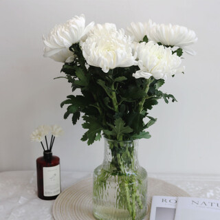 White chrysanthemum and yellow chrysanthemum flowers grown in water, indoor vase chrysanthemums for home use for festivals, qingming flowers, jiangsu base direct delivery, 5 white chrysanthemums, no packaging