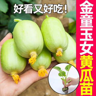 Mini golden boy cucumber seedlings with soil balls spring and autumn four seasons potted plants spring and autumn north and south planting cucumber seeds genuine golden boy cucumber seeds 10 song fei