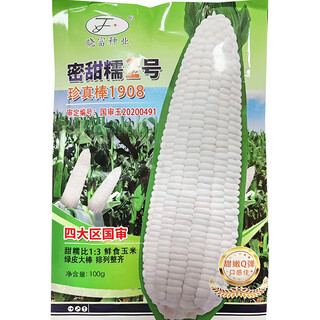 旺园兴东北甜糯玉米种子黏玉米种籽大全白棒高产黑玉米种孑白色甜糯良种 密甜糯2号珍真棒1908/100克 袋（珍真棒1908）