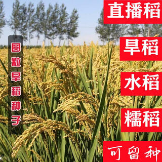 Graines de riz de montagne à haut rendement, riz noir de montagne, graines de riz parfumées, graines de riz résistantes à la sécheresse et aux maladies, période de croissance courte, riz perlé, rendement élevé et résistance à la verse, graines de riz pour la plantation de rizières, les graines peuvent être conservées en vrac, pesant 1 jin, jin est égal à 0,5 kg. prix