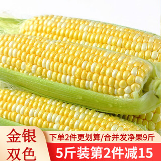 Yunnan flavor (dianweishizu) fruit corn sweet corn yunnan gold and silver two-color fresh sweet and tender fruit corn on the cob fresh corn eggplant melon gold and silver two colors selected 5 jin jin equal to 0.5 kg (net weight about 5-9)