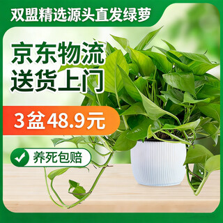 Shuangmeng green radish potted formaldehyde-removing flowers and green plants office new house air purification 180 roman white 3 pots straight from the source