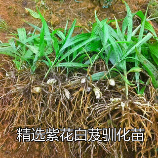 Wangyuanxing трехзубчатая bletilla striata с фиолетовыми цветками, одомашненная на открытом воздухе рассада bletilla striata с листьями, китайские лекарственные материалы, средние широкие листья, 50 клубней bletilla striata с фиолетовыми цветками, 1,5-4 см.