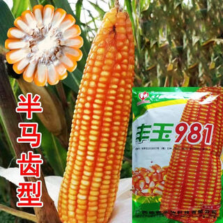 Asarum feed corn seeds, fengyu 981 corn seeds, golden seeds, strong resistance, half dent type, one plant with twin cells, fengyu 981 corn seeds, 1kg/bag