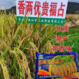 Original xiangliang youguifu rice seeds with fragrance long grain rice seeds 1jin jin equal to 0.5kg packed/bag xiangliang youguifu nian 1jin jin equal to 0.5kg packed