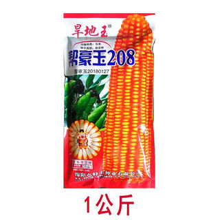 Национальный обзор banghaoyu, коллекция высокоурожайных семян кукурузы, Юньнань-Гуйчжоу, Сычуань, Сычуань, с коротким стеблем, очень большая палочка, устойчивая к полеганию, семена прицветника, оригинальные 1 кг (приблизительно 1 му земли)