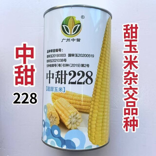Семена суперсладкой кукурузы Гуандун, Гуандун, Гуандун, Гуандун, medium sweet 228, Большой початок фруктовой кукурузы, Раннеспелый, сырой, проросший, Высокая безопасность, Национальное одобрение, medium sweet 228, Семена кукурузы, Высокая урожайность, Устойчивость к полеганию, Две банки 800г