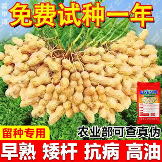 Азарум короткостебельный, скороспелые семена арахиса, ультрастабильный оригинальный сорт арахиса, высокомасличный, устойчивый к болезням и засухе, тонкоскорлупный и крупнозернистый, селекции Академии сельскохозяйственных наук. Сорт арахиса Костяной Шаньхуа № 9. Сорт арахиса Костяной 15 Цзинь. Джин равен 0,5 кг. Новый прорыв в области высокой доходности.