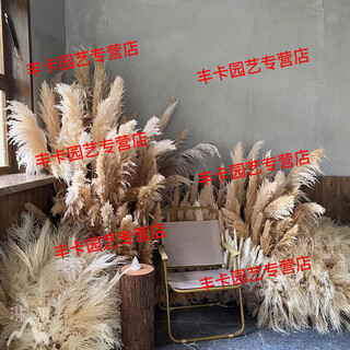 Natural reed dried flowers internet celebrity big pampas grass floor-standing modeling scene layout shooting props immortal big reed landscape package 1 up to 1.4m about 3 square meters